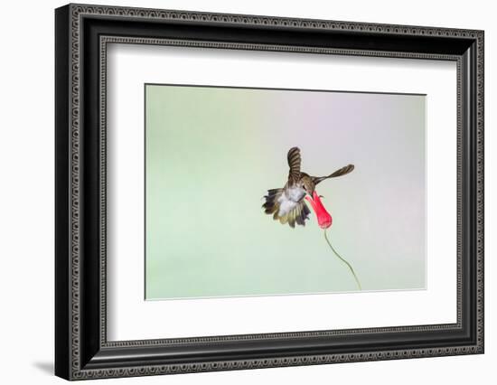 Black-Chinned Hummingbird Female Feeding-Larry Ditto-Framed Photographic Print