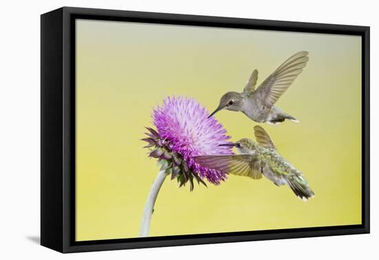 Black-Chinned Hummingbird Females Feeding at Flowers, Texas, USA-Larry Ditto-Framed Premier Image Canvas