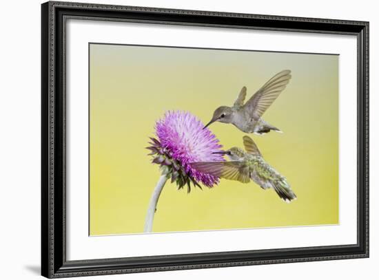 Black-Chinned Hummingbird Females Feeding at Flowers, Texas, USA-Larry Ditto-Framed Photographic Print