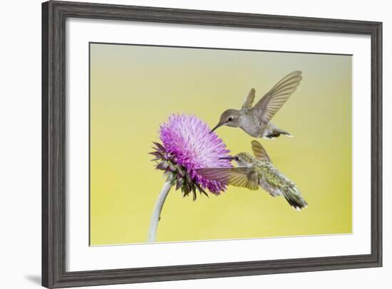 Black-Chinned Hummingbird Females Feeding at Flowers, Texas, USA-Larry Ditto-Framed Photographic Print