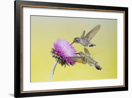 Black-Chinned Hummingbird Females Feeding at Flowers, Texas, USA-Larry Ditto-Framed Photographic Print