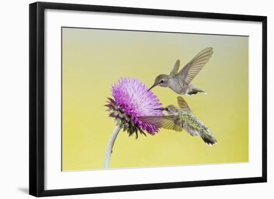 Black-Chinned Hummingbird Females Feeding at Flowers, Texas, USA-Larry Ditto-Framed Photographic Print