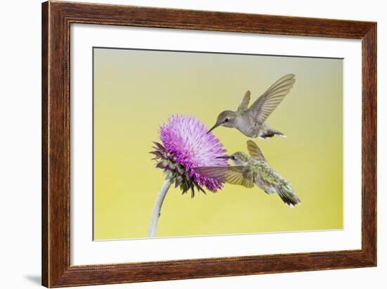 Black-Chinned Hummingbird Females Feeding at Flowers, Texas, USA-Larry Ditto-Framed Photographic Print