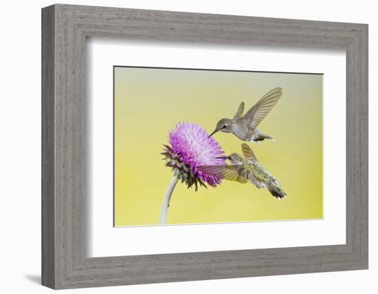 Black-Chinned Hummingbird Females Feeding at Flowers, Texas, USA-Larry Ditto-Framed Photographic Print