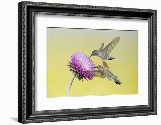 Black-Chinned Hummingbird Females Feeding at Flowers, Texas, USA-Larry Ditto-Framed Photographic Print