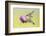 Black-Chinned Hummingbird Females Feeding at Flowers, Texas, USA-Larry Ditto-Framed Photographic Print