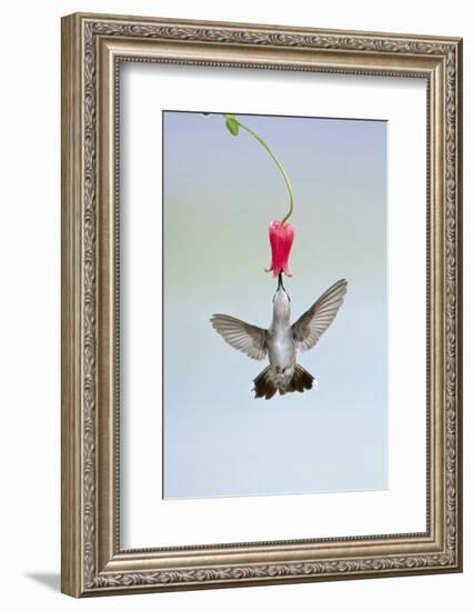 Black-Chinned Hummingbird Females Feeding at Flowers, Texas, USA-Larry Ditto-Framed Photographic Print