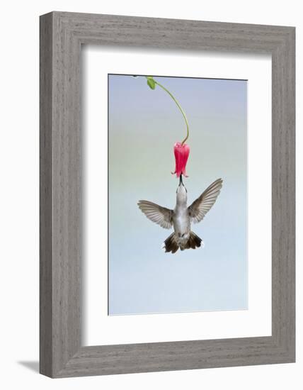 Black-Chinned Hummingbird Females Feeding at Flowers, Texas, USA-Larry Ditto-Framed Photographic Print