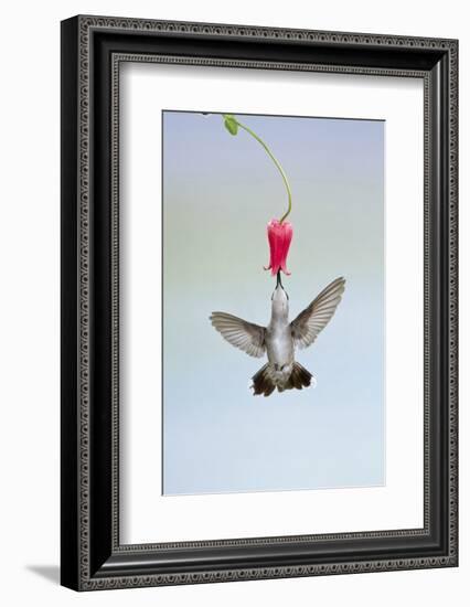 Black-Chinned Hummingbird Females Feeding at Flowers, Texas, USA-Larry Ditto-Framed Photographic Print