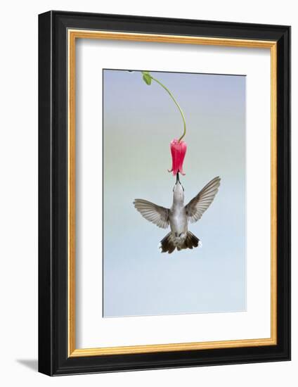 Black-Chinned Hummingbird Females Feeding at Flowers, Texas, USA-Larry Ditto-Framed Photographic Print