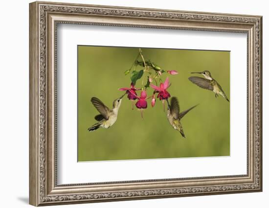Black-chinned Hummingbird females feeding, Hill Country, Texas, USA-Rolf Nussbaumer-Framed Photographic Print