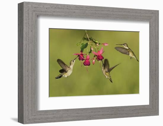 Black-chinned Hummingbird females feeding, Hill Country, Texas, USA-Rolf Nussbaumer-Framed Photographic Print