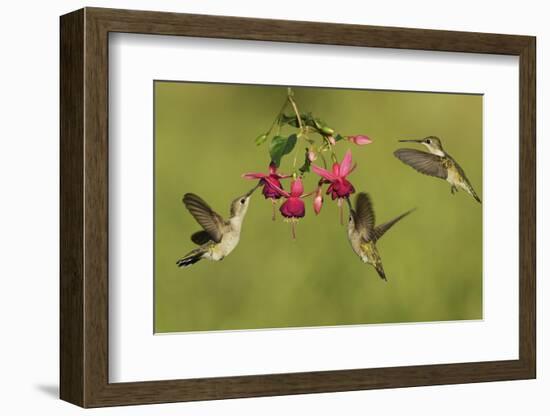 Black-chinned Hummingbird females feeding, Hill Country, Texas, USA-Rolf Nussbaumer-Framed Photographic Print