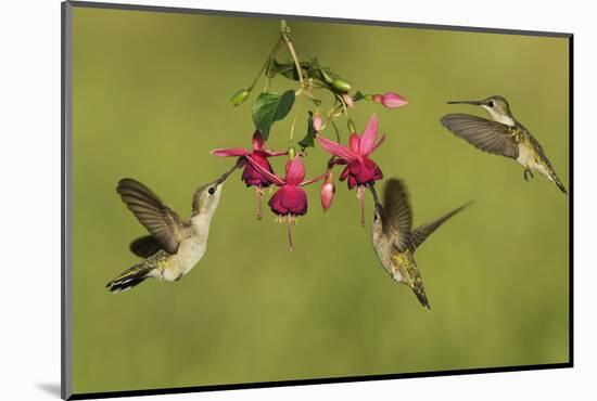 Black-chinned Hummingbird females feeding, Hill Country, Texas, USA-Rolf Nussbaumer-Mounted Photographic Print