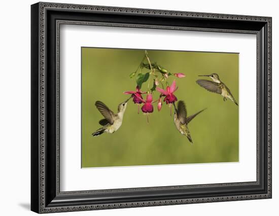 Black-chinned Hummingbird females feeding, Hill Country, Texas, USA-Rolf Nussbaumer-Framed Photographic Print