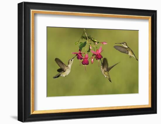 Black-chinned Hummingbird females feeding, Hill Country, Texas, USA-Rolf Nussbaumer-Framed Photographic Print