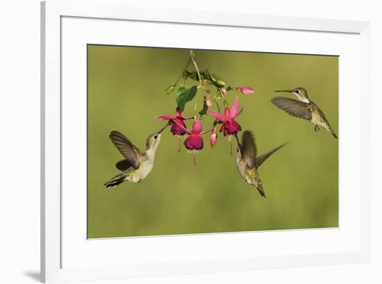 Black-chinned Hummingbird females feeding, Hill Country, Texas, USA-Rolf Nussbaumer-Framed Premium Photographic Print