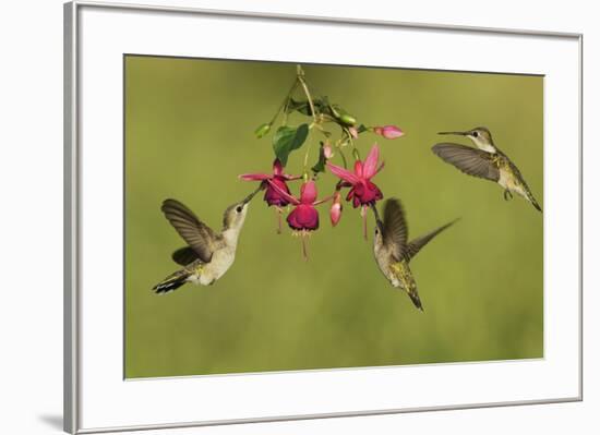 Black-chinned Hummingbird females feeding, Hill Country, Texas, USA-Rolf Nussbaumer-Framed Premium Photographic Print