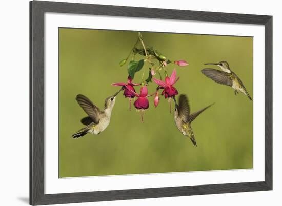 Black-chinned Hummingbird females feeding, Hill Country, Texas, USA-Rolf Nussbaumer-Framed Premium Photographic Print