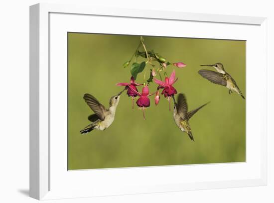 Black-chinned Hummingbird females feeding, Hill Country, Texas, USA-Rolf Nussbaumer-Framed Premium Photographic Print