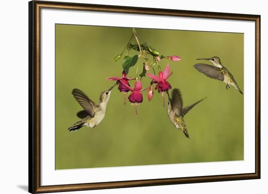 Black-chinned Hummingbird females feeding, Hill Country, Texas, USA-Rolf Nussbaumer-Framed Premium Photographic Print