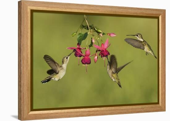 Black-chinned Hummingbird females feeding, Hill Country, Texas, USA-Rolf Nussbaumer-Framed Premier Image Canvas