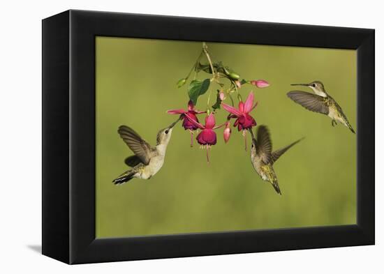 Black-chinned Hummingbird females feeding, Hill Country, Texas, USA-Rolf Nussbaumer-Framed Premier Image Canvas