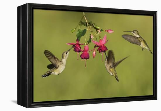 Black-chinned Hummingbird females feeding, Hill Country, Texas, USA-Rolf Nussbaumer-Framed Premier Image Canvas