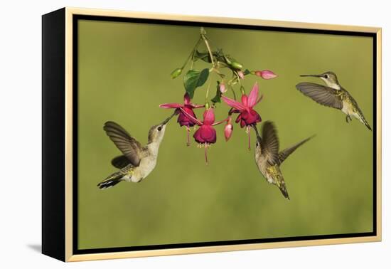 Black-chinned Hummingbird females feeding, Hill Country, Texas, USA-Rolf Nussbaumer-Framed Premier Image Canvas