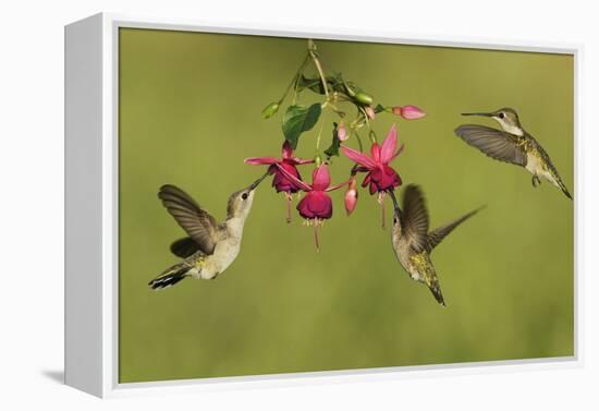 Black-chinned Hummingbird females feeding, Hill Country, Texas, USA-Rolf Nussbaumer-Framed Premier Image Canvas