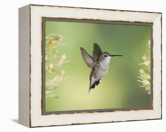 Black-Chinned Hummingbird in Flight Feeding on Texas Buckeye, Uvalde County, Hill Country-Rolf Nussbaumer-Framed Premier Image Canvas