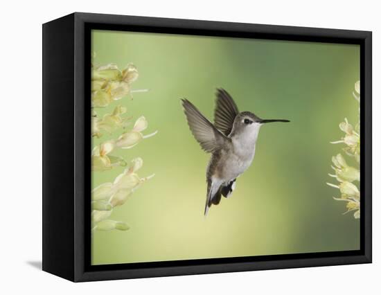 Black-Chinned Hummingbird in Flight Feeding on Texas Buckeye, Uvalde County, Hill Country-Rolf Nussbaumer-Framed Premier Image Canvas