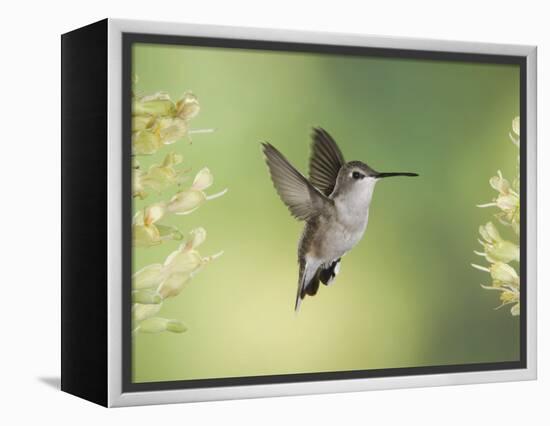 Black-Chinned Hummingbird in Flight Feeding on Texas Buckeye, Uvalde County, Hill Country-Rolf Nussbaumer-Framed Premier Image Canvas