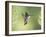 Black-Chinned Hummingbird in Flight Feeding on Texas Buckeye, Uvalde County, Hill Country-Rolf Nussbaumer-Framed Photographic Print