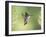 Black-Chinned Hummingbird in Flight Feeding on Texas Buckeye, Uvalde County, Hill Country-Rolf Nussbaumer-Framed Photographic Print