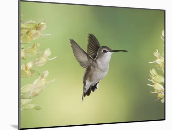 Black-Chinned Hummingbird in Flight Feeding on Texas Buckeye, Uvalde County, Hill Country-Rolf Nussbaumer-Mounted Photographic Print