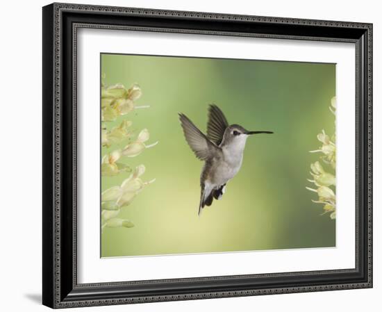 Black-Chinned Hummingbird in Flight Feeding on Texas Buckeye, Uvalde County, Hill Country-Rolf Nussbaumer-Framed Photographic Print