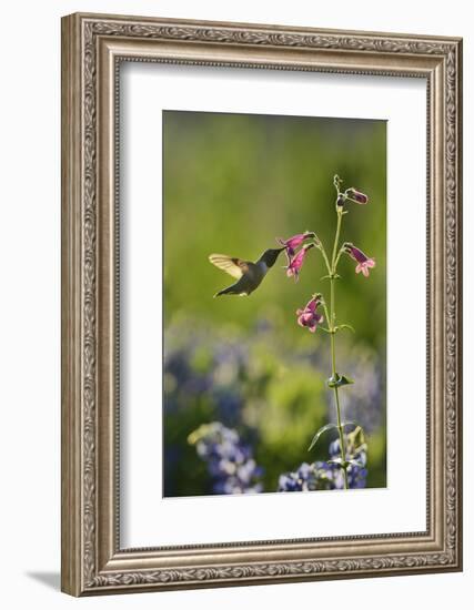 Black-chinned Hummingbird male feeding, Hill Country, Texas, USA-Rolf Nussbaumer-Framed Photographic Print