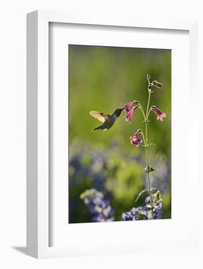 Black-chinned Hummingbird male feeding, Hill Country, Texas, USA-Rolf Nussbaumer-Framed Photographic Print