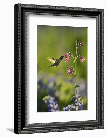 Black-chinned Hummingbird male feeding, Hill Country, Texas, USA-Rolf Nussbaumer-Framed Photographic Print