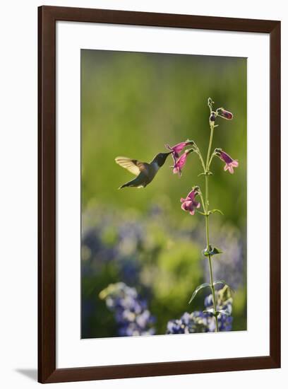 Black-chinned Hummingbird male feeding, Hill Country, Texas, USA-Rolf Nussbaumer-Framed Premium Photographic Print