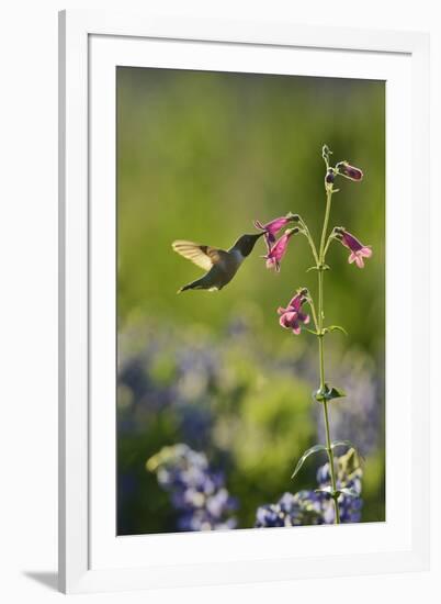 Black-chinned Hummingbird male feeding, Hill Country, Texas, USA-Rolf Nussbaumer-Framed Premium Photographic Print