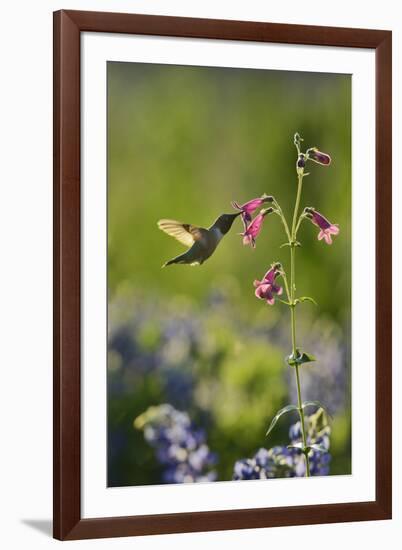 Black-chinned Hummingbird male feeding, Hill Country, Texas, USA-Rolf Nussbaumer-Framed Premium Photographic Print