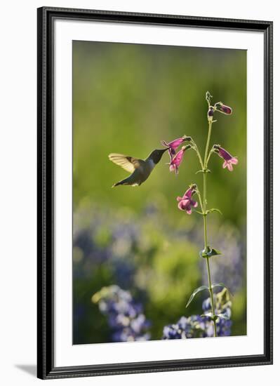 Black-chinned Hummingbird male feeding, Hill Country, Texas, USA-Rolf Nussbaumer-Framed Premium Photographic Print