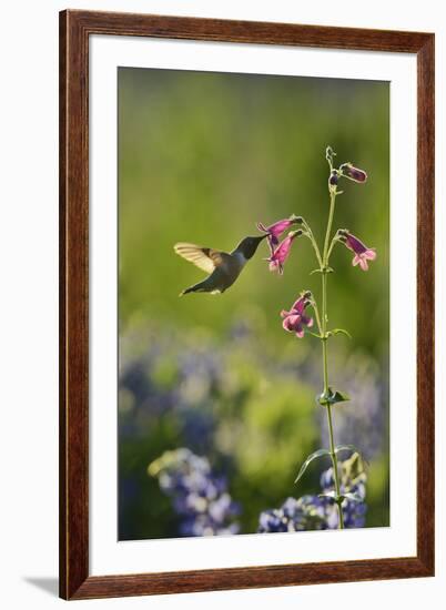 Black-chinned Hummingbird male feeding, Hill Country, Texas, USA-Rolf Nussbaumer-Framed Premium Photographic Print