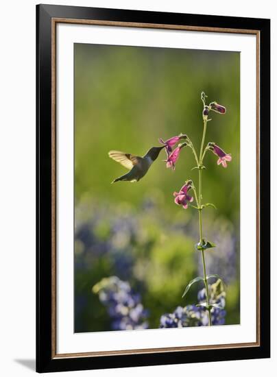 Black-chinned Hummingbird male feeding, Hill Country, Texas, USA-Rolf Nussbaumer-Framed Premium Photographic Print