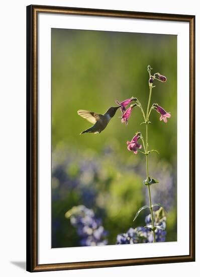 Black-chinned Hummingbird male feeding, Hill Country, Texas, USA-Rolf Nussbaumer-Framed Premium Photographic Print