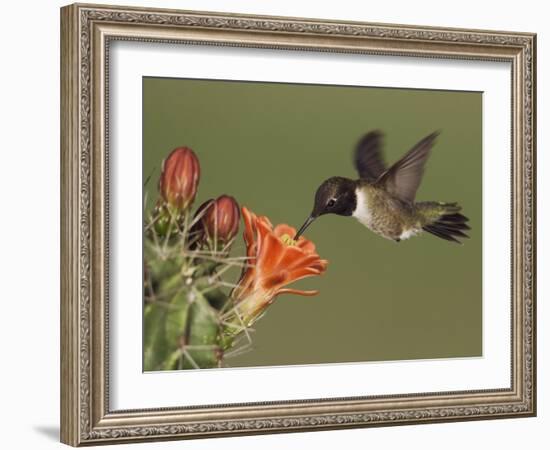 Black-Chinned Hummingbird, Uvalde County, Hill Country, Texas, USA-Rolf Nussbaumer-Framed Photographic Print