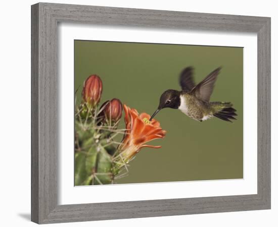 Black-Chinned Hummingbird, Uvalde County, Hill Country, Texas, USA-Rolf Nussbaumer-Framed Photographic Print