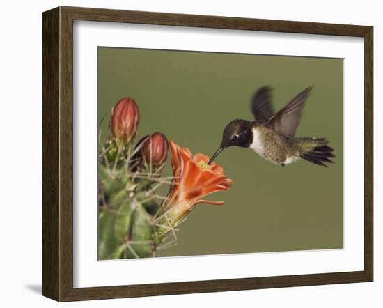 Black-Chinned Hummingbird, Uvalde County, Hill Country, Texas, USA-Rolf Nussbaumer-Framed Photographic Print